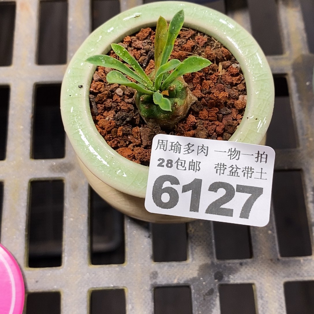 精控多肉植物6127