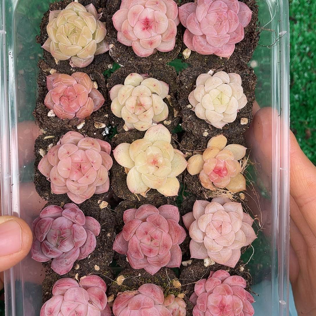 多肉植物一物一拍2-12