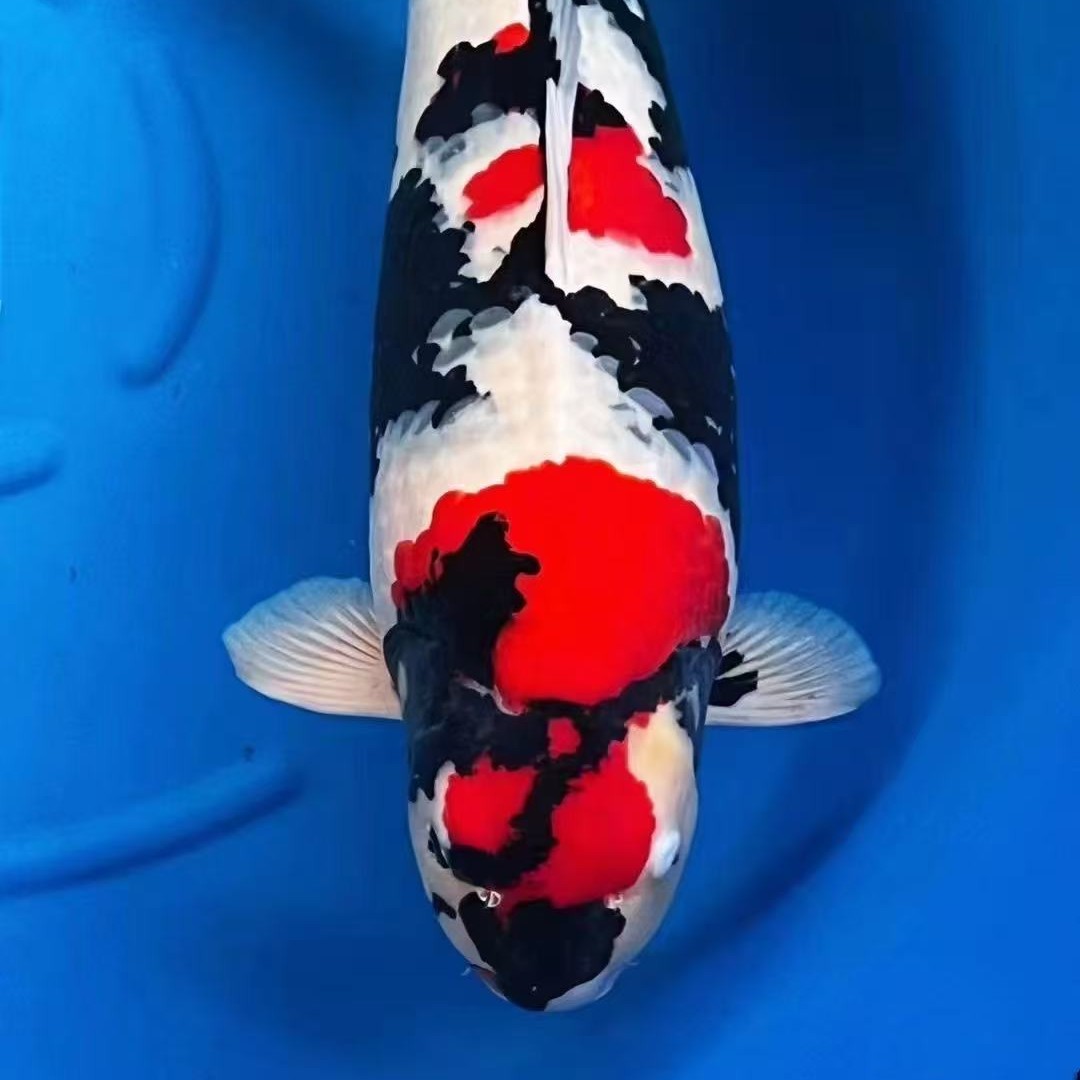 锦鲤活体观赏鱼淡水鱼介子红白纯种冷水鱼