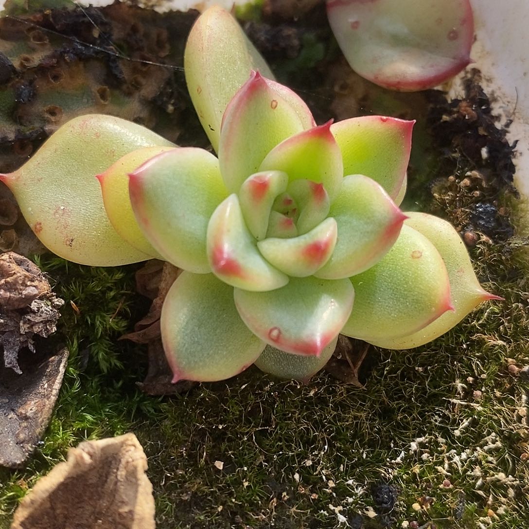 312月亮石哈哈哈哈哈哈