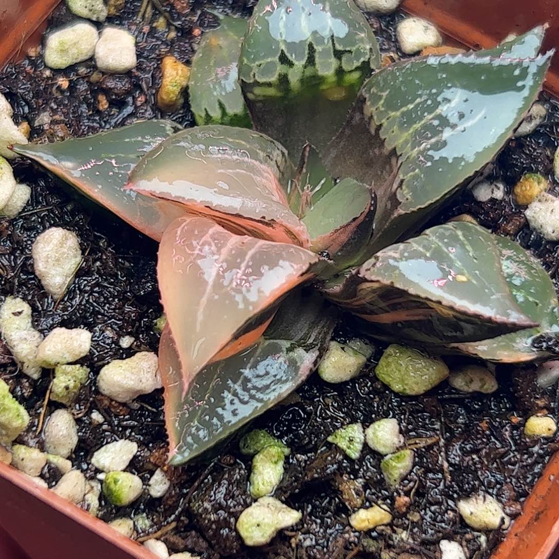 酒吞童子锦十二卷多肉