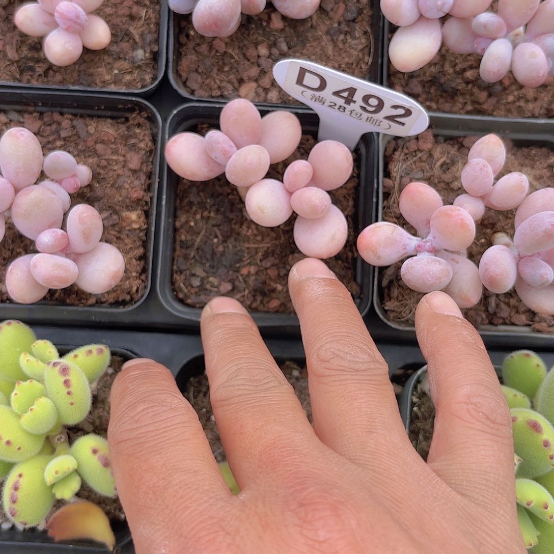 D492珍珠奶一物一拍