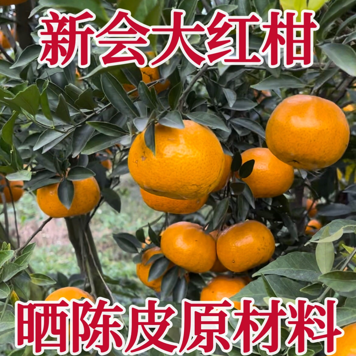 2025年新会柑青柑二红茶枝柑青果圈枝陈皮大红柑新鲜鲜果三江深吕