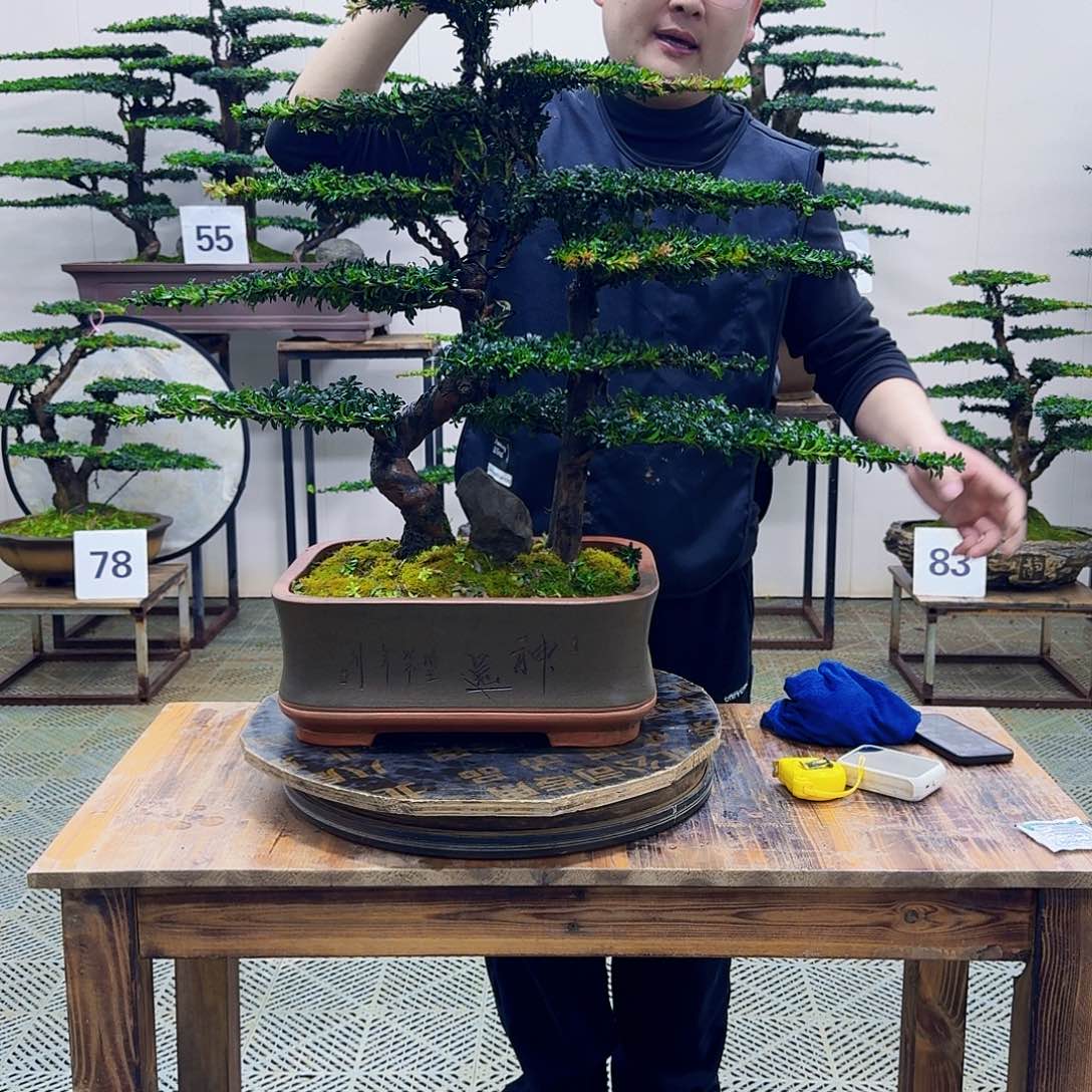 无花朵珍珠红芽罗汉松造型盆景