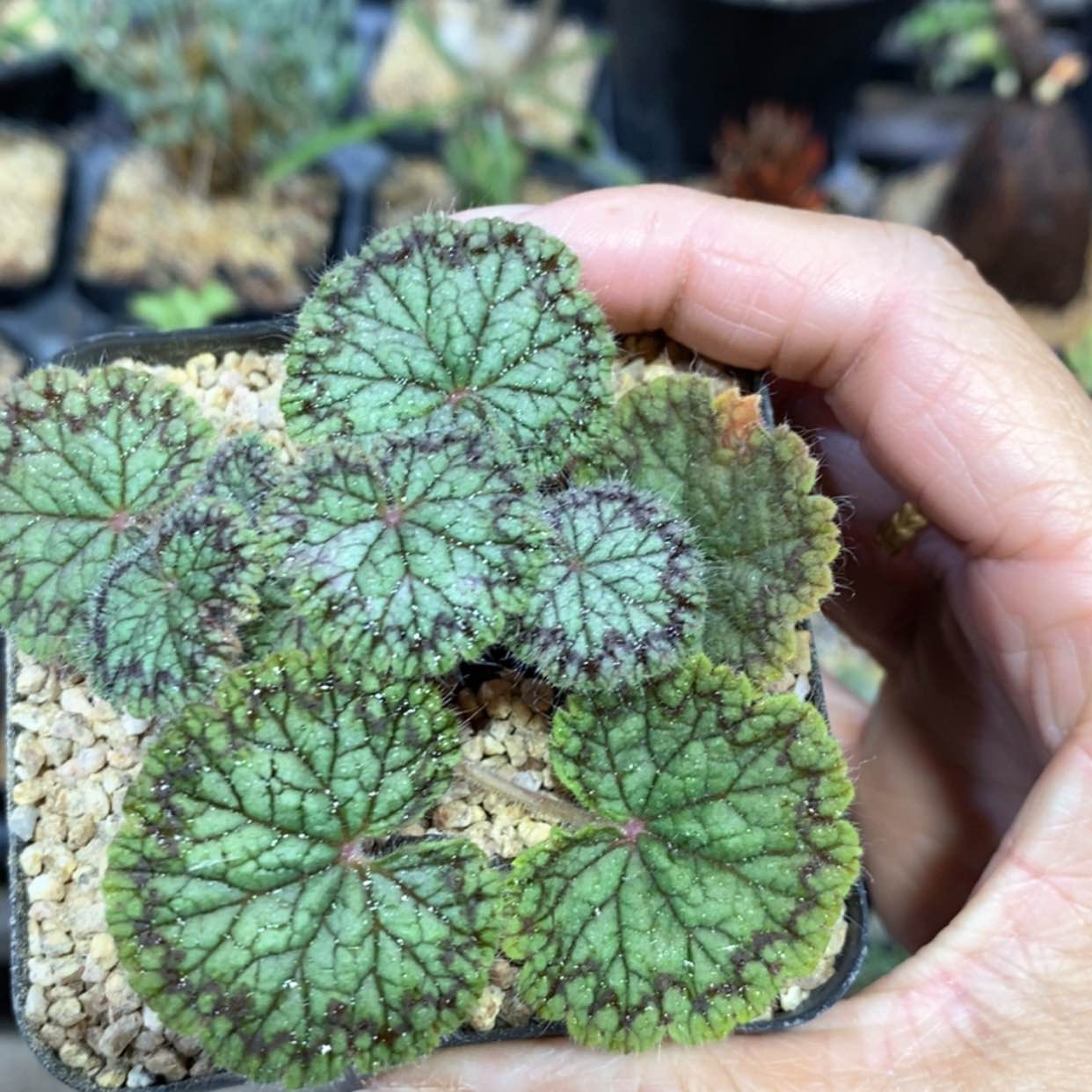 【闪购商品】圆叶洋葵