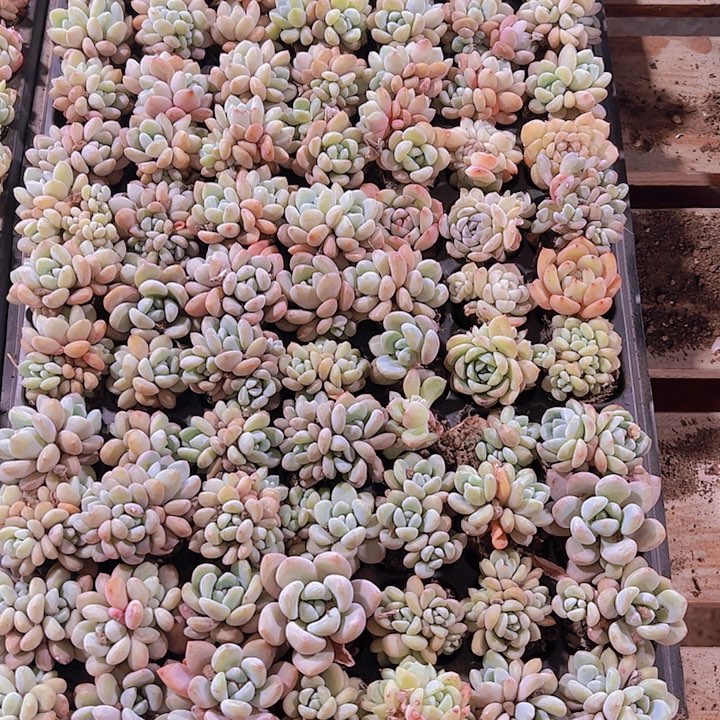 直播福利一物一拍59