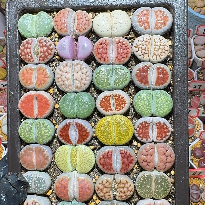 生石花2/：/。阿。 56号