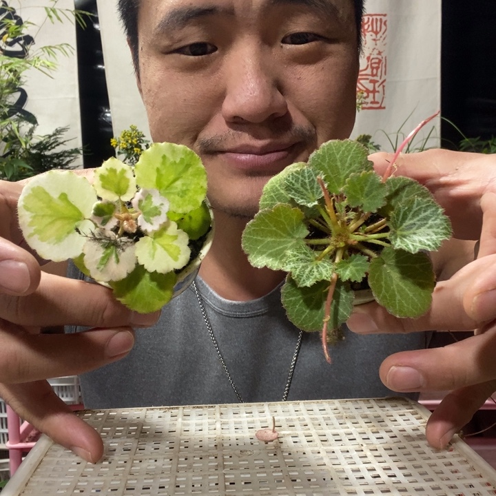 以实际为准绿植盆景盆栽136