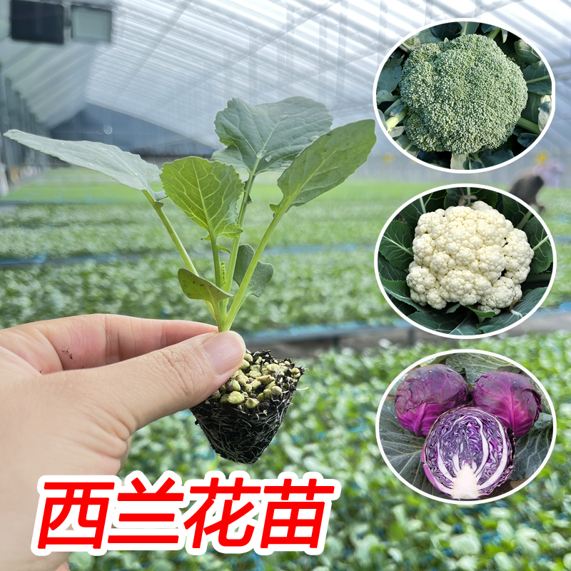 高产西兰花秧苗青梗松花菜苗西蓝花椰菜苗盆栽秋冬耐寒西兰苔幼苗