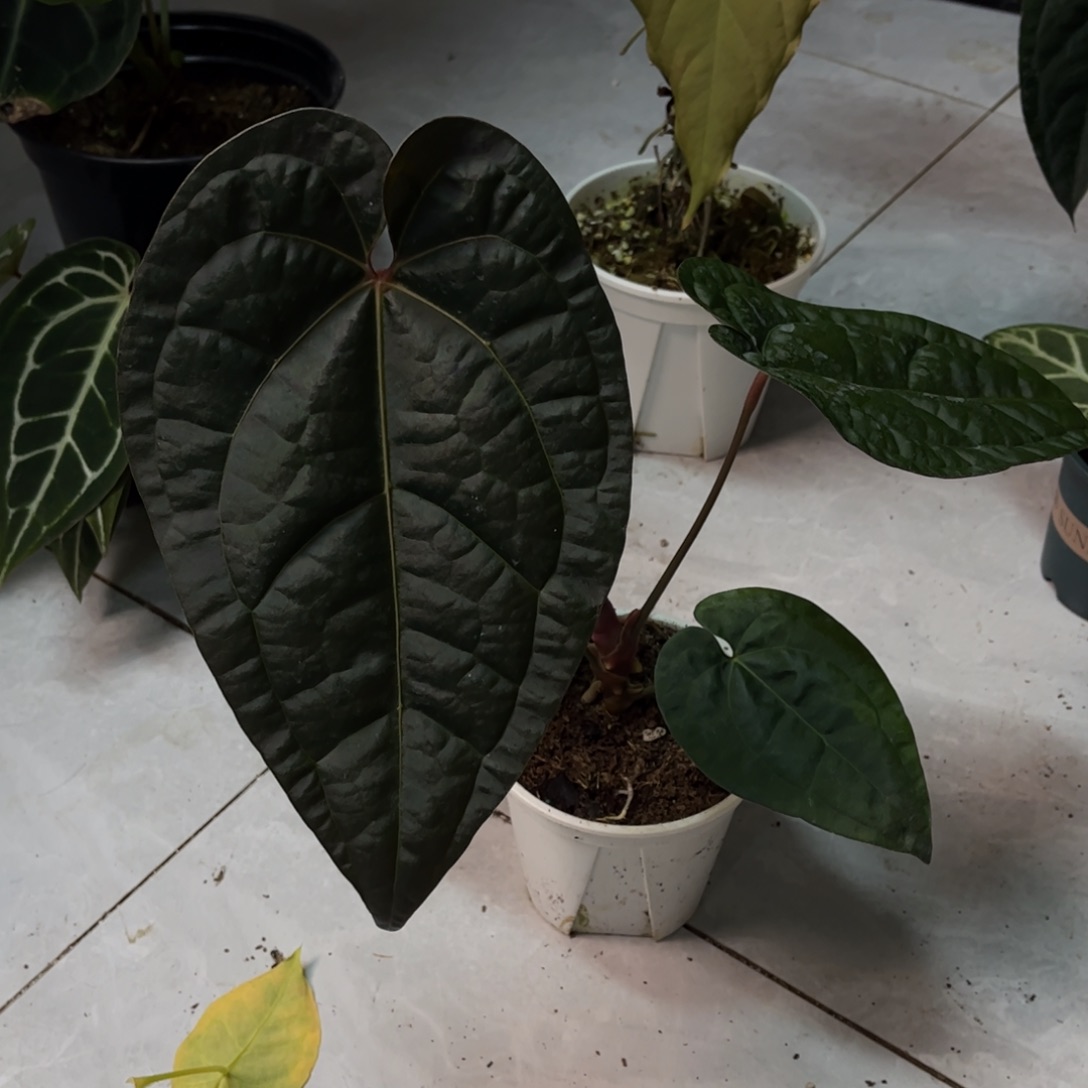 无花朵桃奢（5789有红心