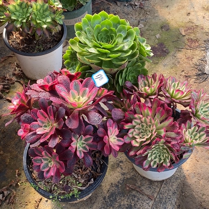 198美杜莎，红铜白，圣罗兰多肉法师