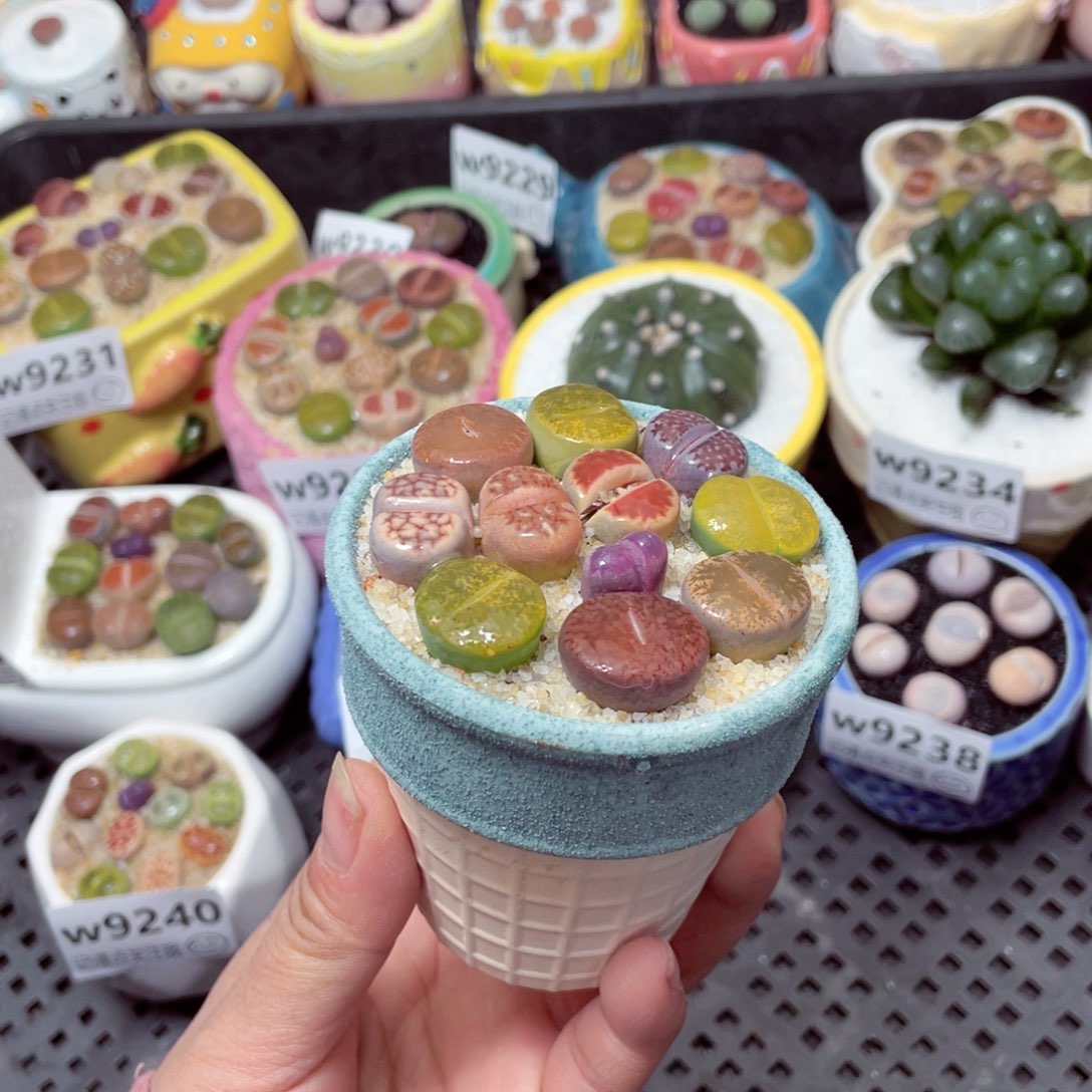 w9241 零下地区拍保温箱 -15支持寄养