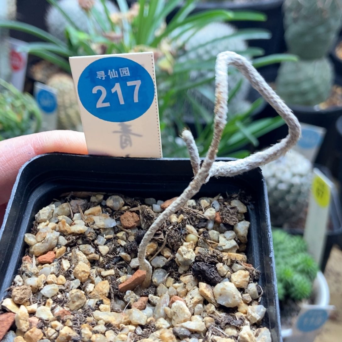 实生五年半武辉丸一颗