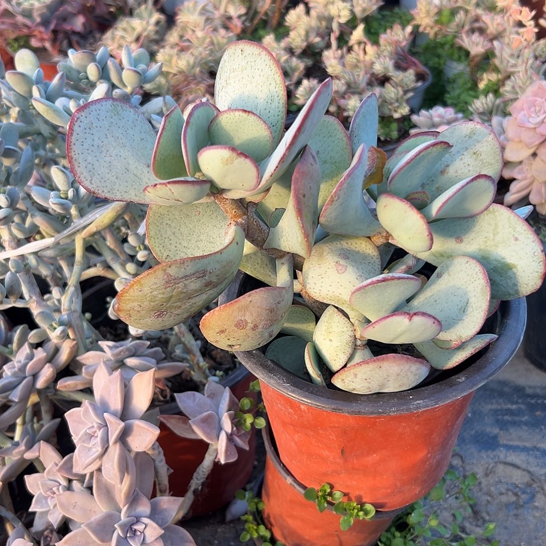 多肉植物蓝鸟花月