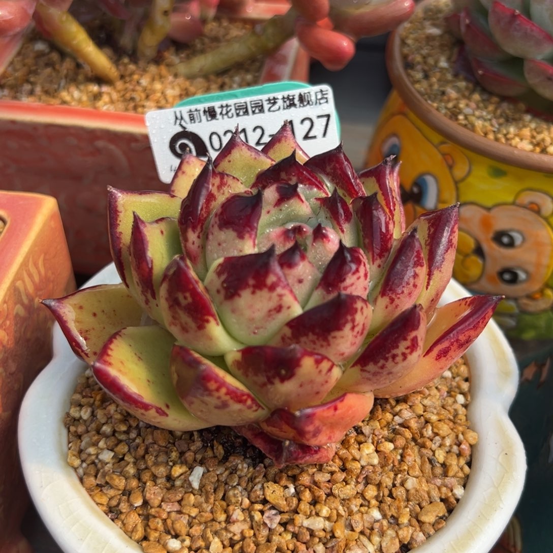 从前慢多肉精选编号0212.127