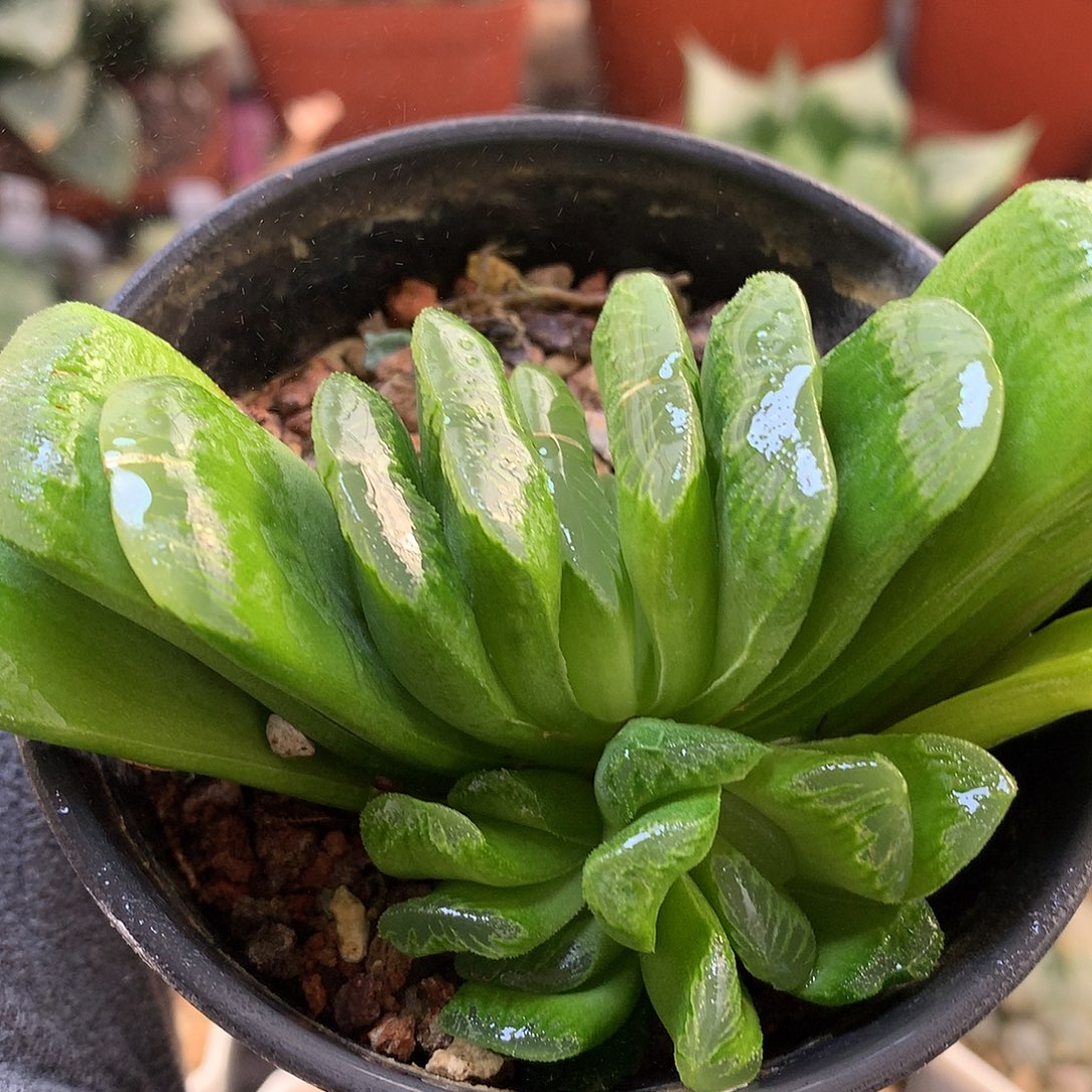 翡翠玉扇带盆土lklouttu