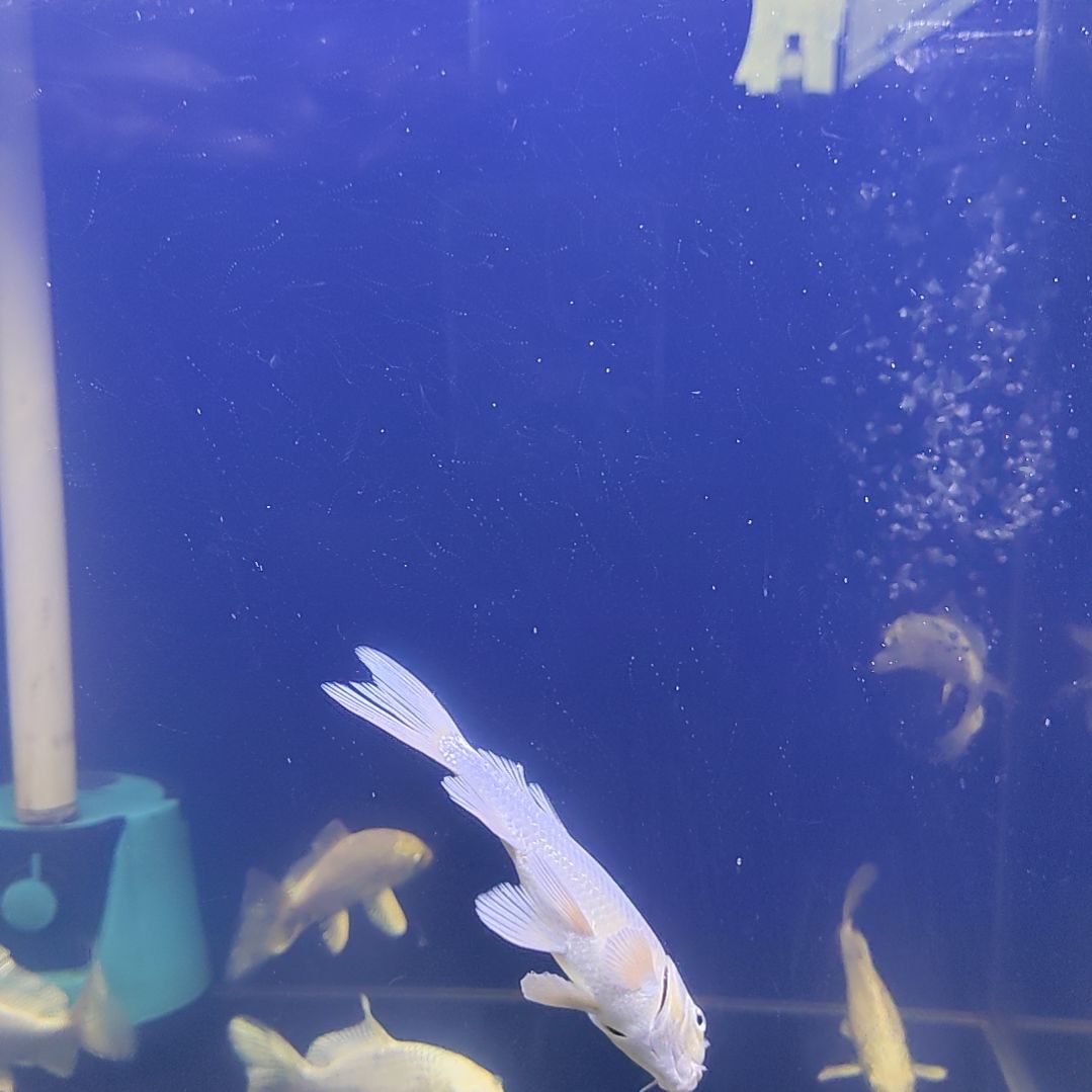 蝴蝶鲤鱼白色蝴蝶鲤