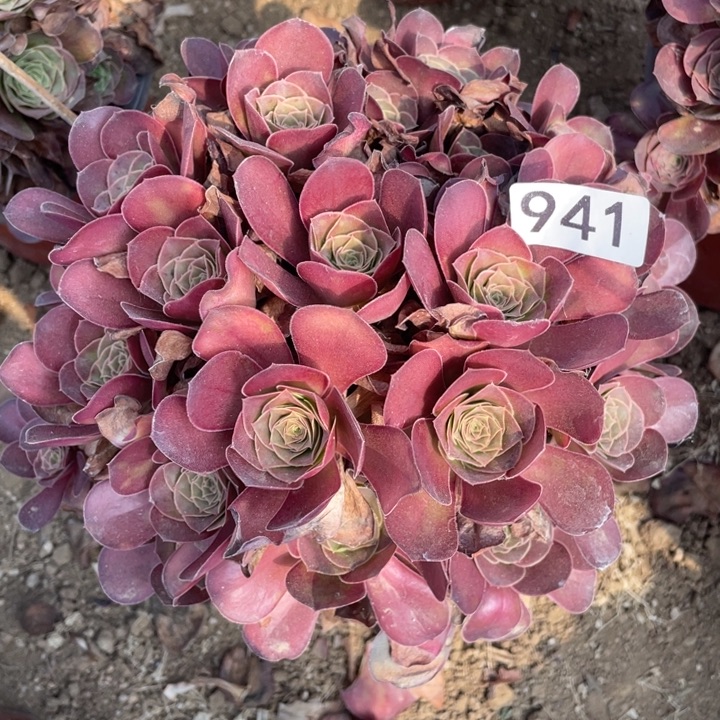 无花朵941多肉植物魅金玫瑰