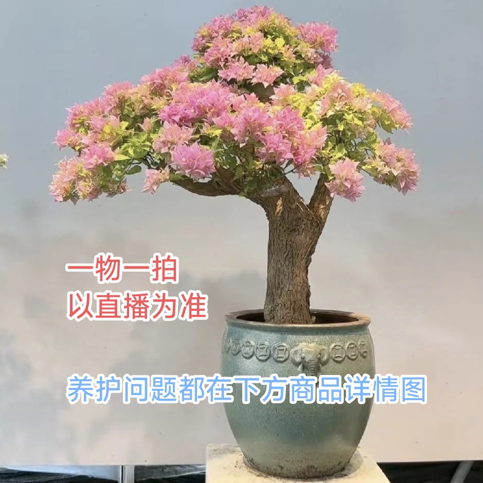 A号链接阿友三角梅一物一拍庭院景观