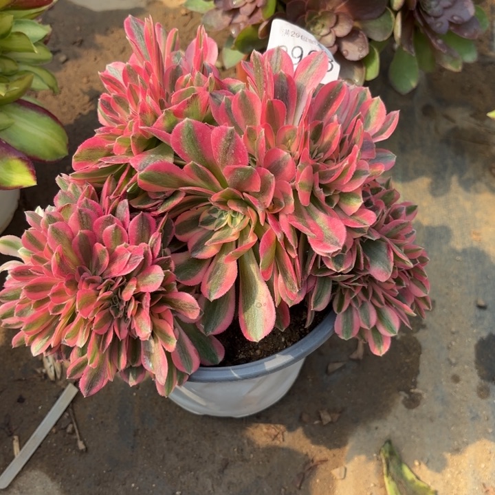 香妃坠多肉法师3963