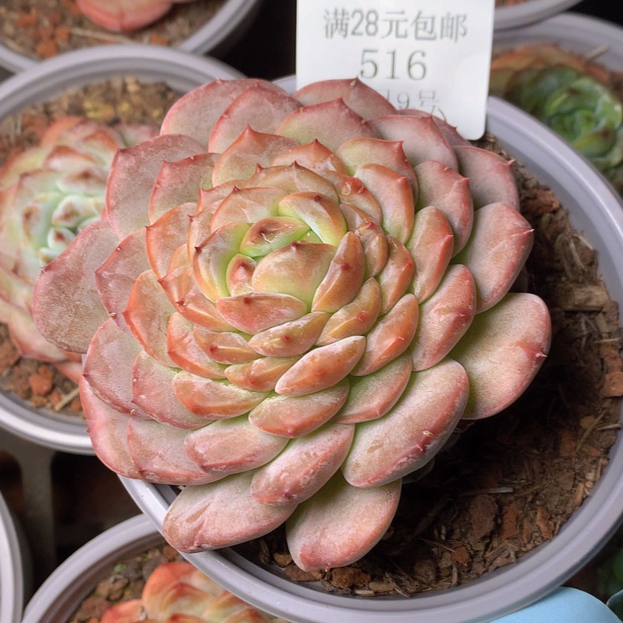 【闪购商品】云516号