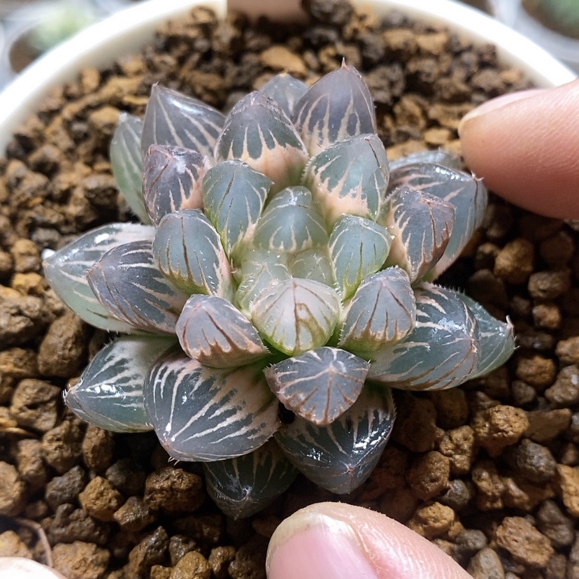 【闪购商品】9糊斑霓虹灯