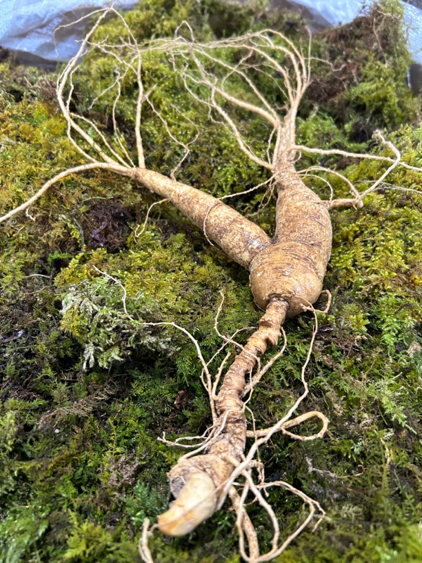 长白山新鲜林下参 一物一拍 直播间改价链接