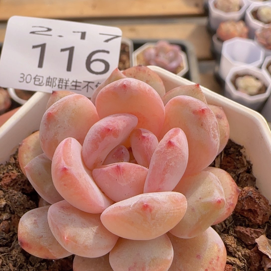 韩橙单头一颗脱土发货