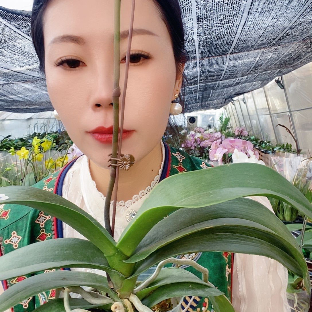 无花朵胭脂蝴蝶兰