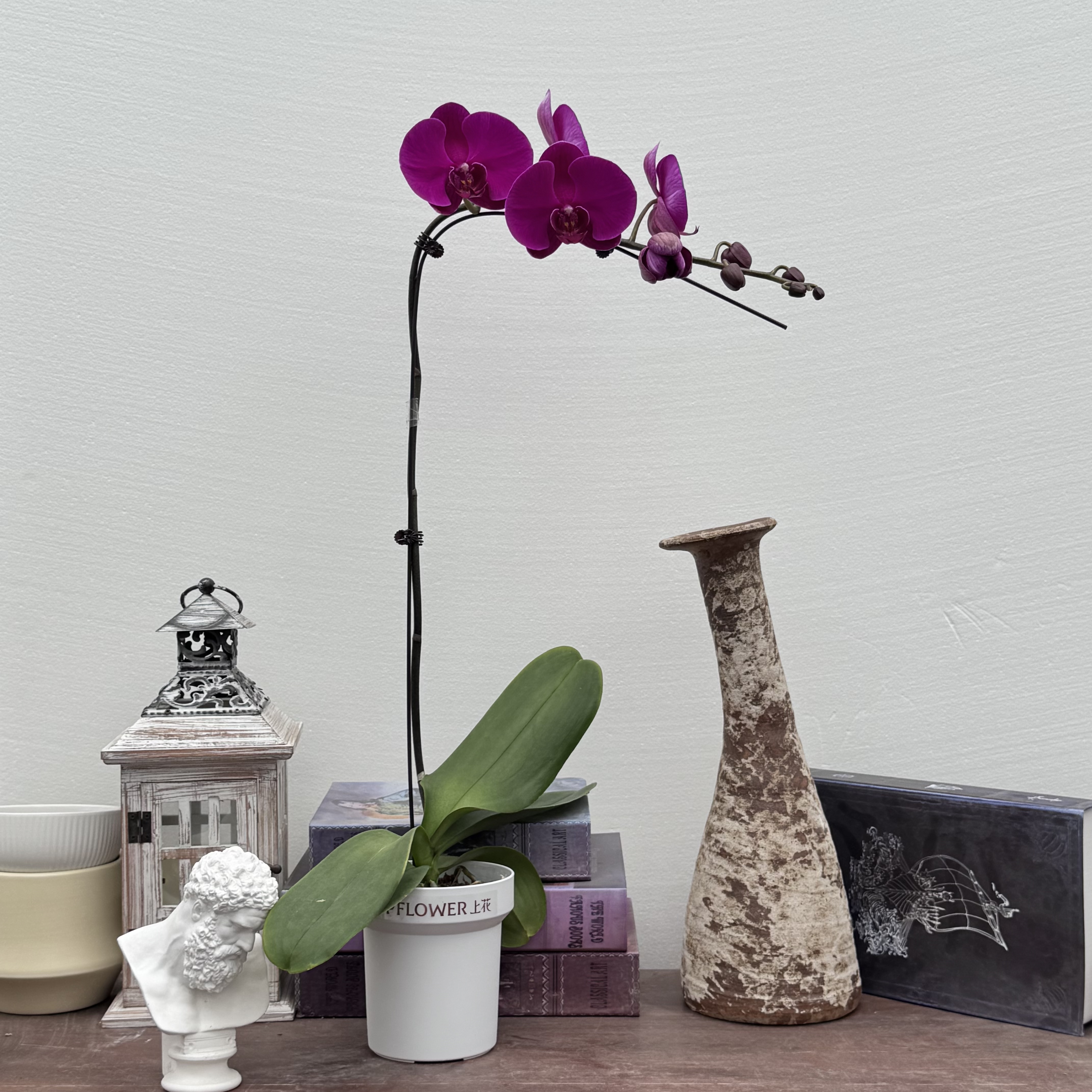 TOP FLOWER/上花 大辣椒 紫红色大花经典品种