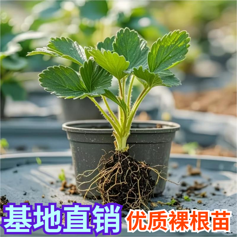 奶油红颜四季结果阳台种植带花带果四季草莓苗穴盘苗新苗盆栽带土