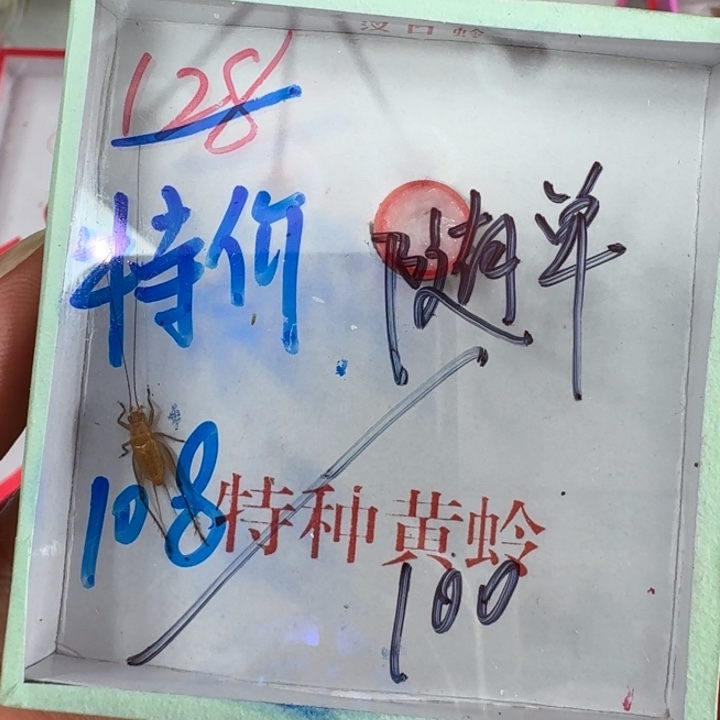 大***利蟋蟀蝈蝈我在外面11111