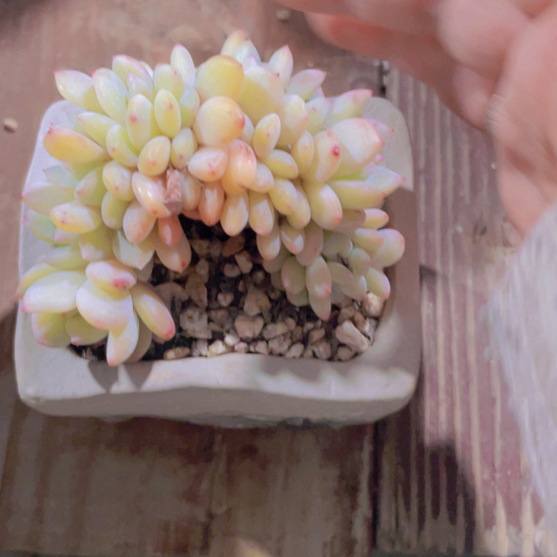 多肉植物多肉植物