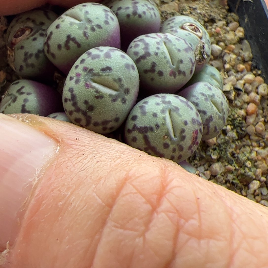 橘***3大家初三快乐23079