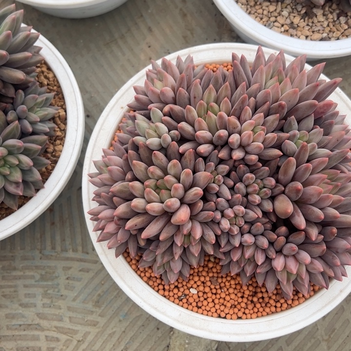 黄体红蜻蜓叶插21头平头