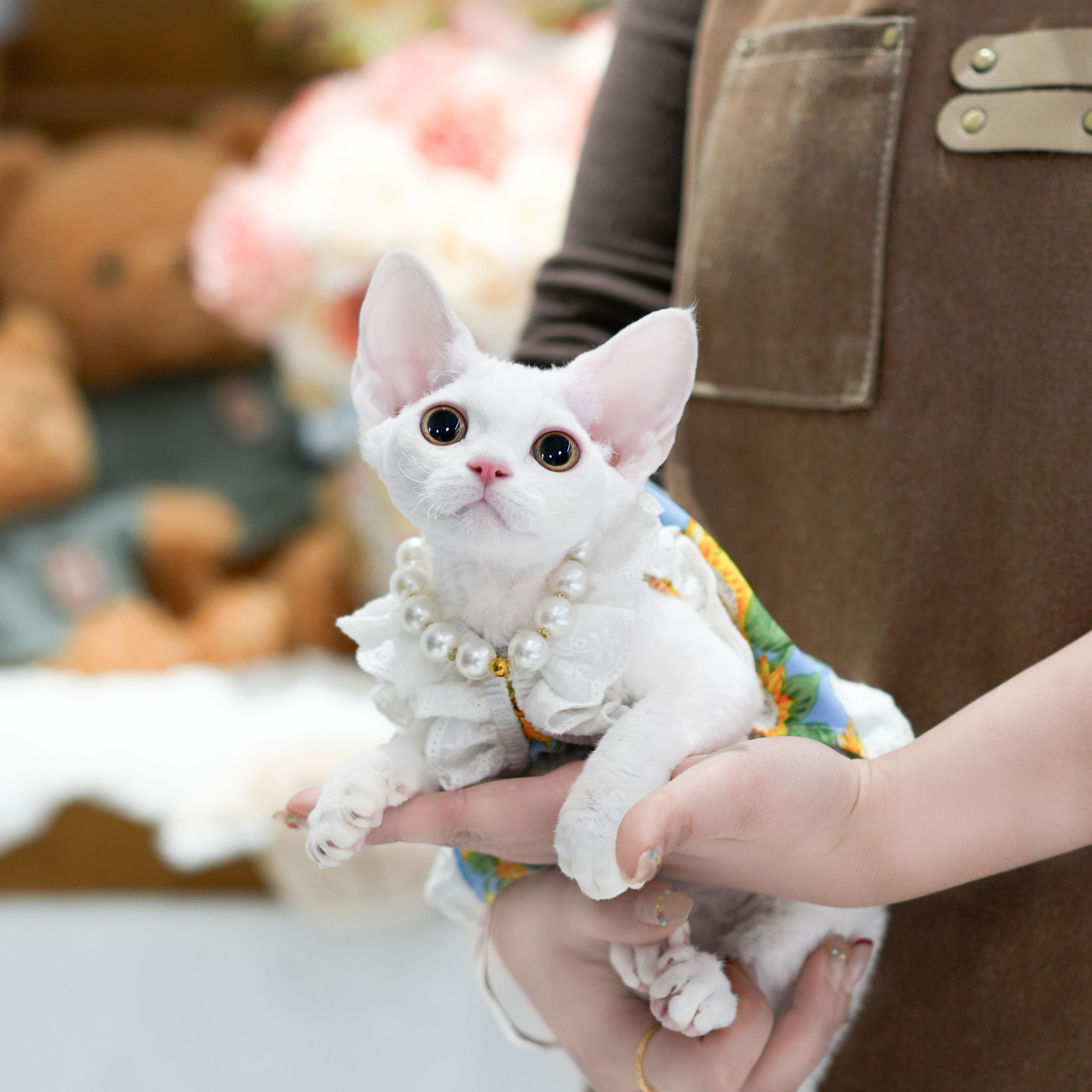 纯白色妹妹 麦兜 全款8800宠物