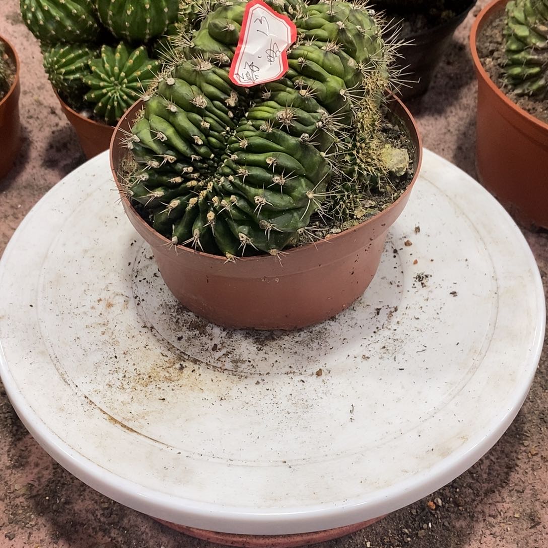 *****翠晃冠缀化仙人球仙人掌