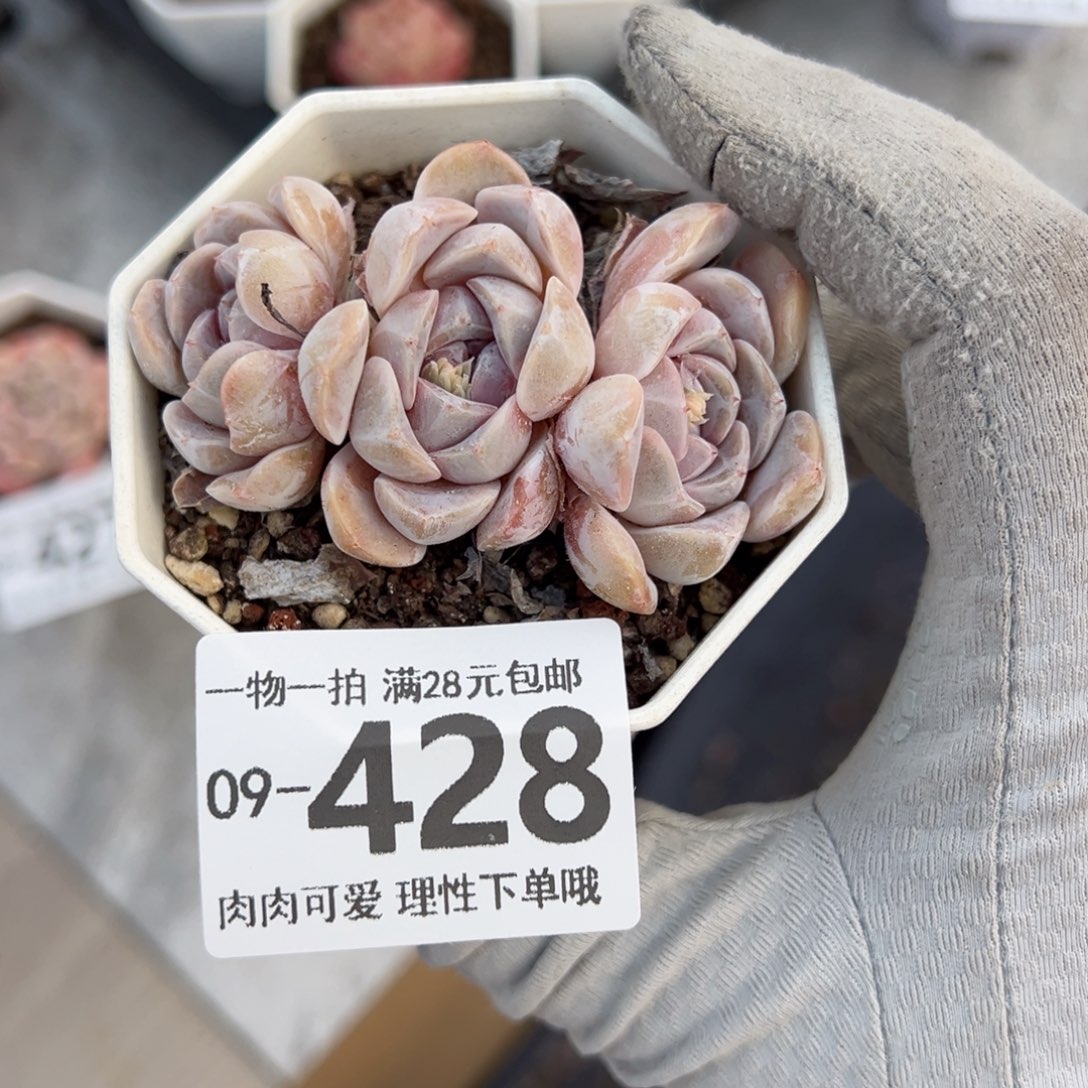 汉堡，多肉多肉多肉多肉