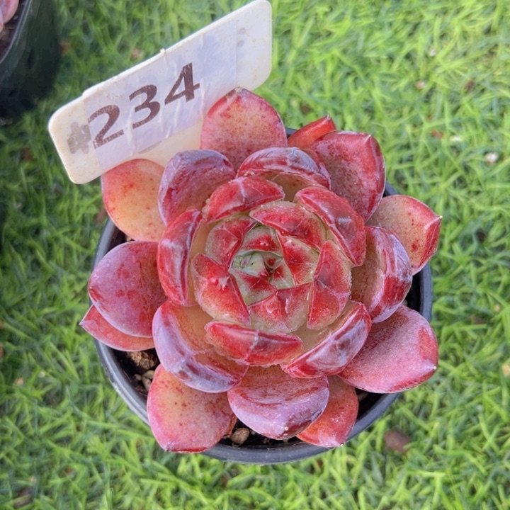 健健康康平平安安