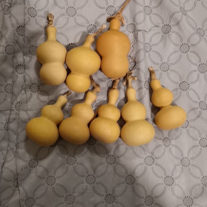 时***人自然葫芦专拍链接