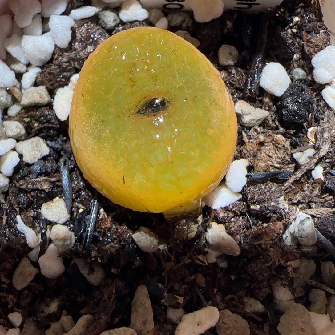 肉锥多肉植物百科-1430.505、1011