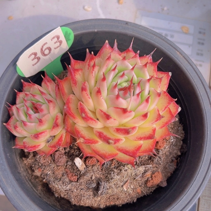 健健康康平平安安