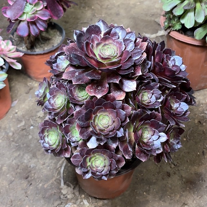 多肉植物赤焰莲77