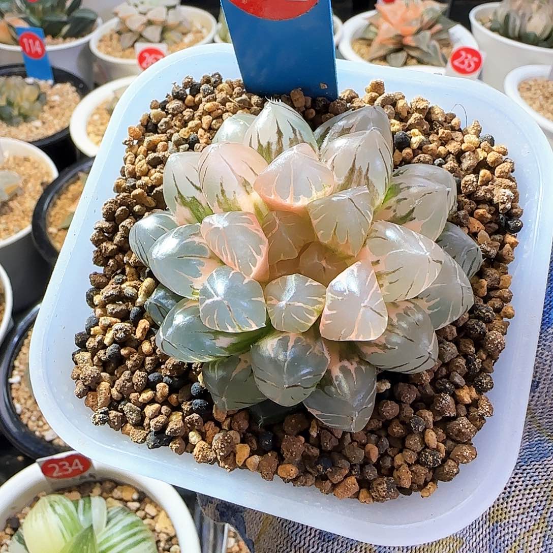 372紫王玉露 锦 6.2 厘米左右一物一拍带盆