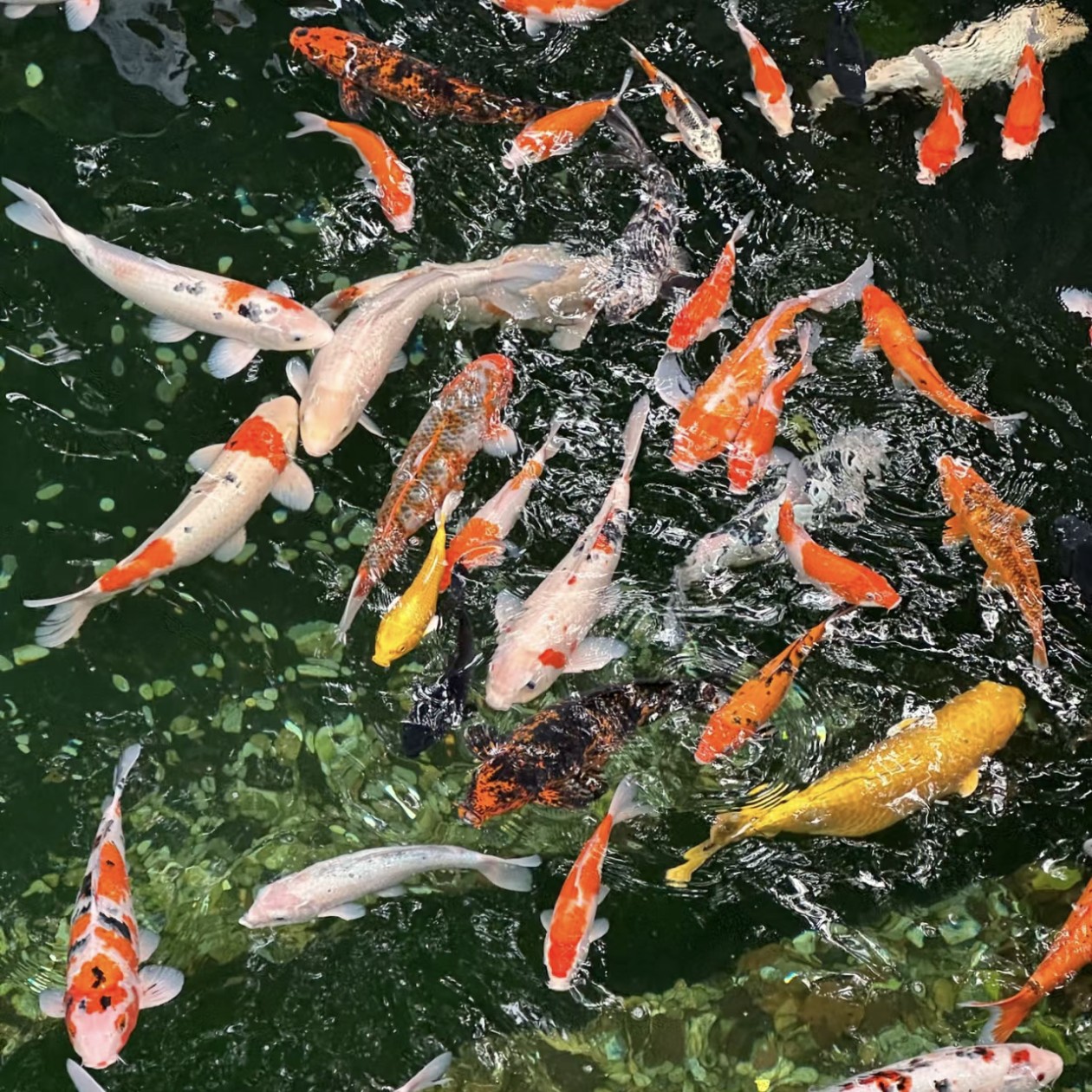 血统锦鲤鱼 3尾 9-11公分 皮实好养水族活体全国包邮包损