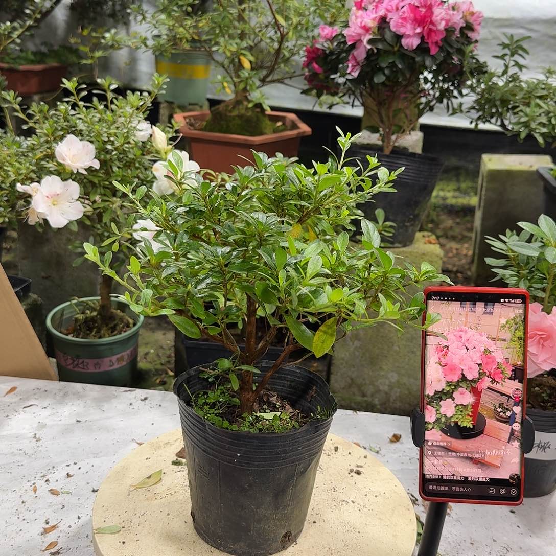 全部花苞樱绒杜鹃花