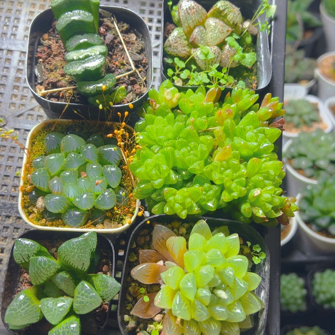 套餐玉露多肉多肉多肉1