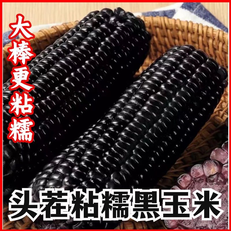 【试吃3根】黑糯玉米 整箱10只 东北黑土地种植 整箱5斤