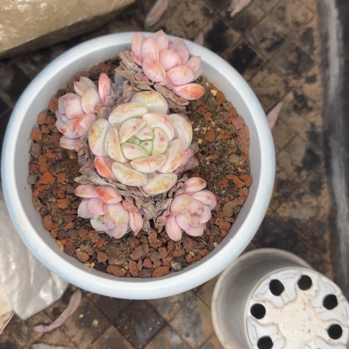 脱土一颗好看的橙梦露