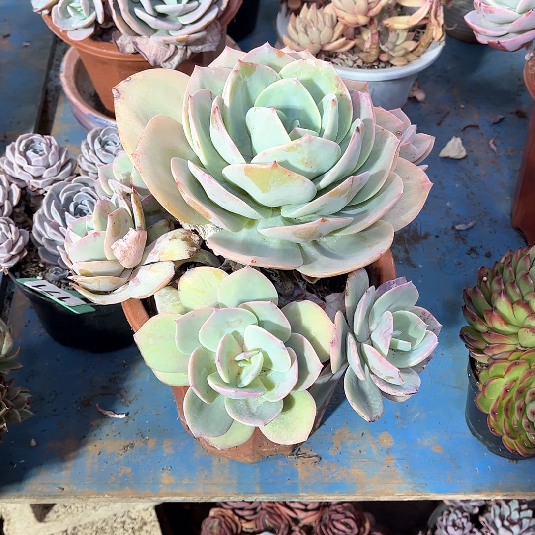 G**-白凤多肉植物保护186